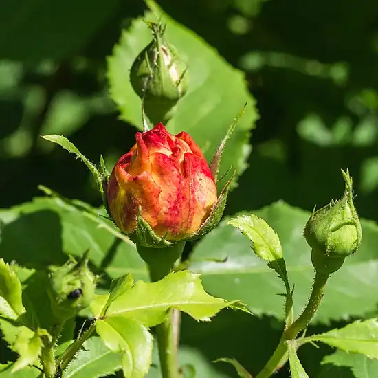 Rosa Sonnenwelt® - galben - trandafir pentru straturi Floribunda